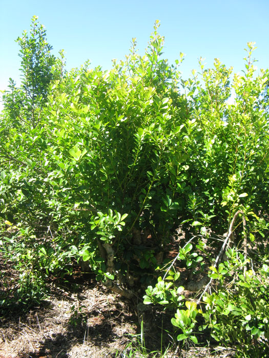 10_03-Yerba-Mate